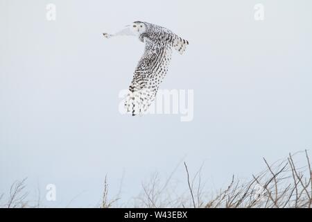 Snowy Owl fotografiert in Ontario, Kanada. Stockfoto