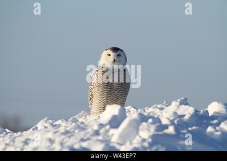 Snowy Owl fotografiert in Ontario, Kanada. Stockfoto