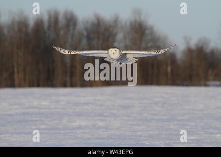 Snowy Owl fotografiert in Ontario, Kanada. Stockfoto