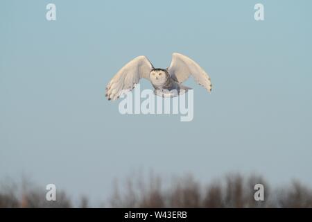 Snowy Owl fotografiert in Ontario, Kanada. Stockfoto