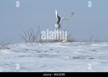 Snowy Owl fotografiert in Ontario, Kanada. Stockfoto