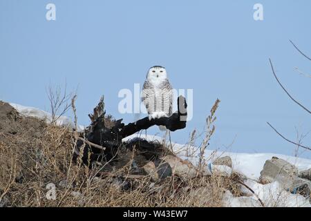Snowy Owl fotografiert in Ontario, Kanada. Stockfoto