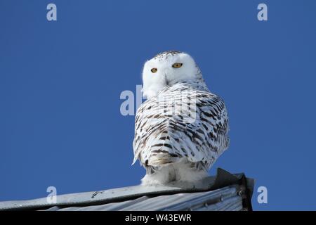 Snowy Owl fotografiert in Ontario, Kanada. Stockfoto