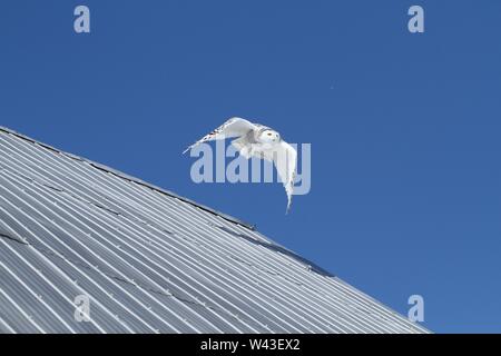 Snowy Owl fotografiert in Ontario, Kanada. Stockfoto