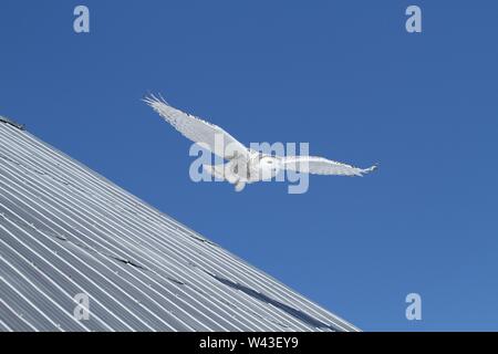 Snowy Owl fotografiert in Ontario, Kanada. Stockfoto