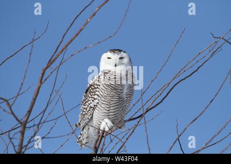 Snowy Owl fotografiert in Ontario, Kanada. Stockfoto
