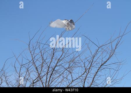 Snowy Owl fotografiert in Ontario, Kanada. Stockfoto