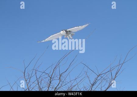 Snowy Owl fotografiert in Ontario, Kanada. Stockfoto