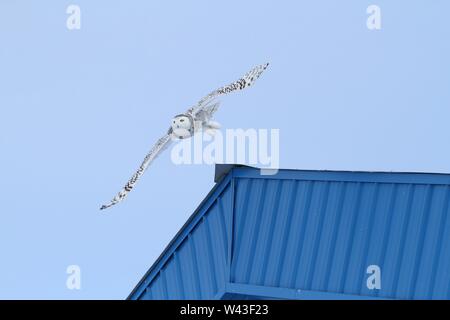Snowy Owl fotografiert in Ontario, Kanada. Stockfoto
