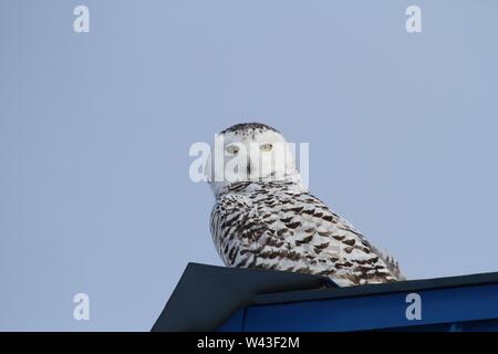 Snowy Owl fotografiert in Ontario, Kanada. Stockfoto