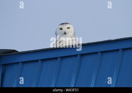 Snowy Owl fotografiert in Ontario, Kanada. Stockfoto