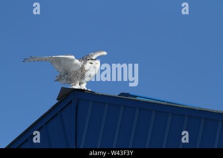 Snowy Owl fotografiert in Ontario, Kanada. Stockfoto