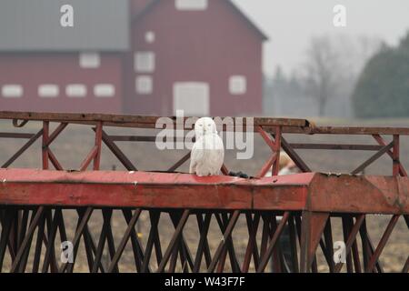 Snowy Owl fotografiert in Ontario, Kanada. Stockfoto