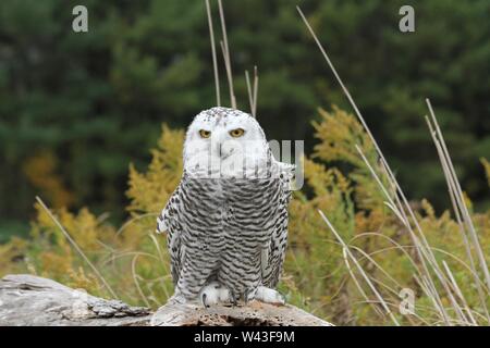 Snowy Owl fotografiert in Ontario, Kanada. Stockfoto