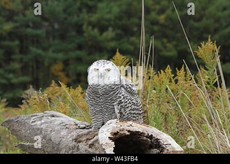 Snowy Owl fotografiert in Ontario, Kanada. Stockfoto