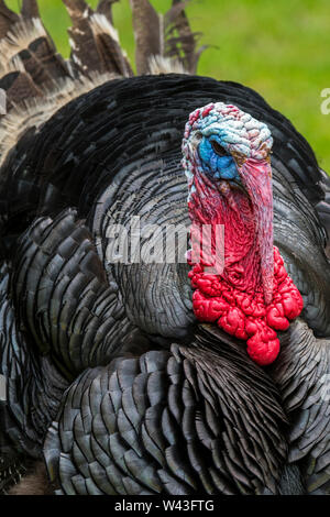 Schwarz Spanisch/Norfolk Schwarz (Meleagris gallopavo) männlich/gobbler inländischen Türkei, Nahaufnahme portrait Übersicht fleischwarzen, snood und Flechtwerk/Wamme Stockfoto