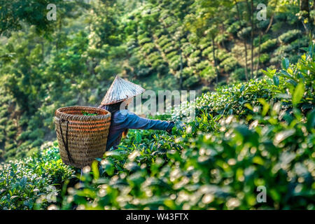 Der Landwirt auf Teeplantagen Hintergrund, Teeplantagen im Morgenlicht, Sapa, Lao Cai, Vietnam Stockfoto