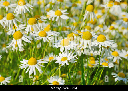 Matricaria recutita (Matricaria Chamomilla) Blumen, Fokus auf Blume vor Stockfoto