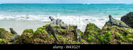 Galapagos Inseln Meerechsen wildlife Entspannen am Strand banner Panorama der Ozean im Hintergrund die Insel Isabela, Islas Galapagos. Reisen Lifestyle. Stockfoto