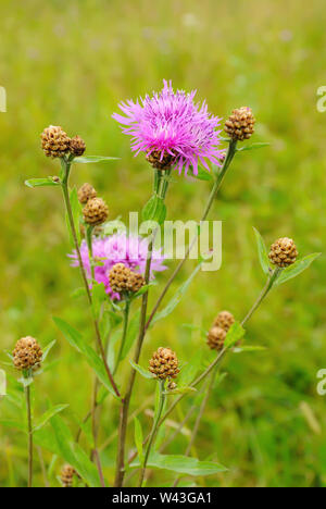 Kornblume (Centaurea jacea) Blumen auf der Wiese Stockfoto