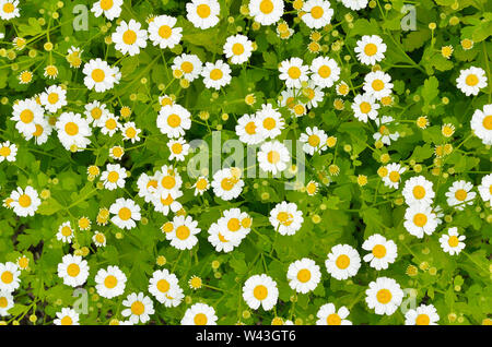 Blumen Mutterkraut (Tanacetum parthenium) im Garten, Ansicht von oben Stockfoto