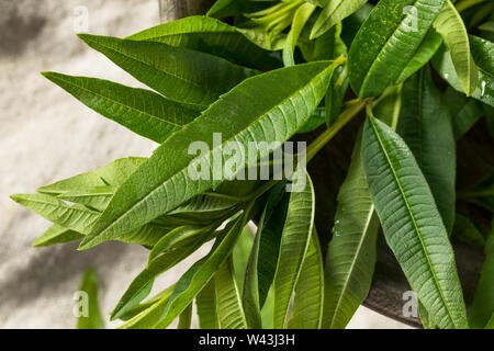 Grüne Organische frische Zitronenverbene Kraut Blätter Stockfoto
