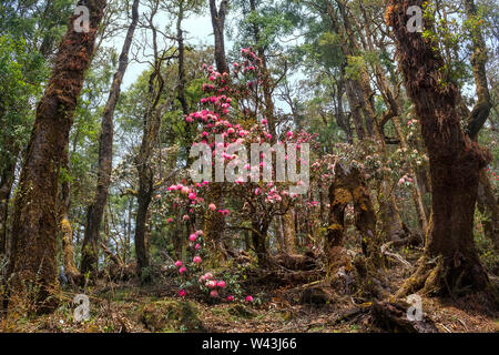 Atemberaubende Aussicht auf blühende rosa Rhododendron Büsche im Frühjahr Wald. Langtang National Park. Nepal. Asien. Himalaya Stockfoto