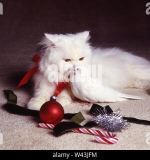 Weiße Katze mit weißen Weihnachten Stockfoto