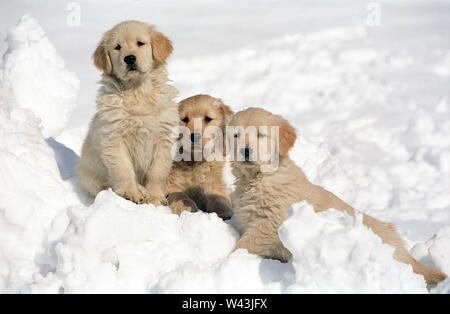 Drei Golden Retriever Welpen sitzen im Schnee Stockfoto