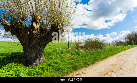 Willow Tree neben einem Bauernhof Lane Stockfoto