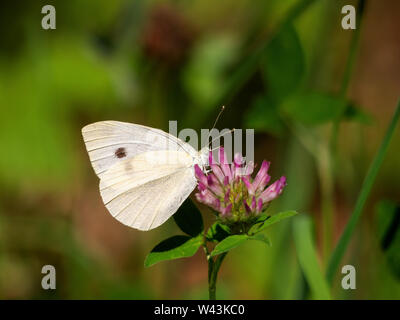 Kleiner Kohlweißling auf Klee Blume. Defokussiertem Hintergrund. Pieris rapae. Stockfoto
