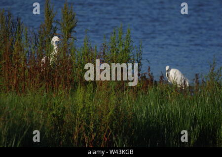 Paar kleine Silberreiher (Egretta garzetta) unter den Aquatice Vegetation bei RSPB Bowling Green Marsh. Bath, Exeter, Devon, Großbritannien. Stockfoto