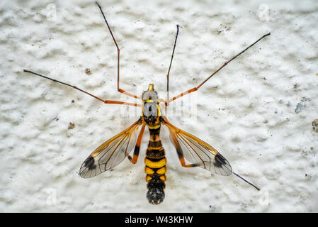 Makroaufnahme eines männlichen Crustacea magnifica (cranefly), das die dunklen Teile auf seinen Hinterbeinen Stockfoto