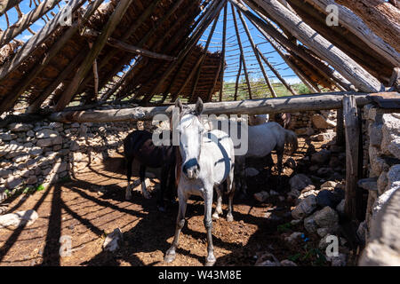 Verbleibende Palloza, traditionellen Behausung der Serra dos Ancares, verwendet als Scheune, Landschaft in der Nähe von Campo del Agua, Leon Provinz Kastilien, Spanien Stockfoto