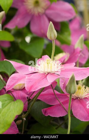 Clematis 'Ooh La La' Blumen. Stockfoto