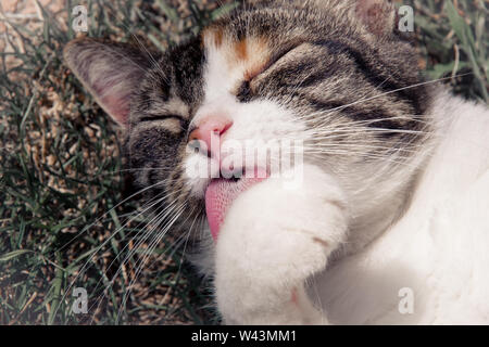 Nahaufnahme der Kopf einer Katze, Katze Lecken der Pfote. Foto im Garten im Sommer Tag genommen. Rijeka, Kroatien. Stockfoto