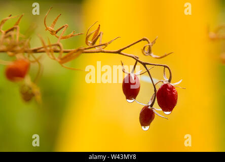 Nahaufnahme der Gruppe der trockene rote Kirschtomaten nach dem Regen. Verschwommen (Bokeh) gelbgrün Hintergrund. Kroatien, Europa. Stockfoto