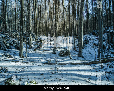 Landschaft Blick auf den Wald mit vielen Bäume ohne Blätter. Weißer Schnee auf dem Boden. Winter in Istrien, Kroatien, Europa. Stockfoto