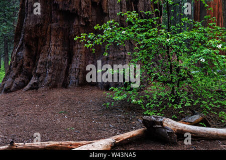 Hartriegel und gigantischen Sequoia Kalifornien Stockfoto