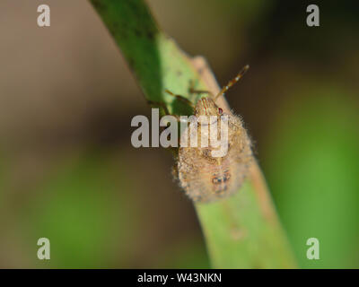 Haarige shieldbug Dolycoris baccarum Nymphe (Mitte), in der Nähe Stockfoto