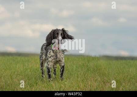 Junge stolz English Springer Spaniel steht in das Gras in eine grüne Wiese Stockfoto