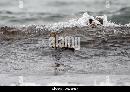 Gemeinsame Eiderente (Somateria Mollissima) Schwimmen, Cherry Beach, Nova Scotia, Kanada Stockfoto