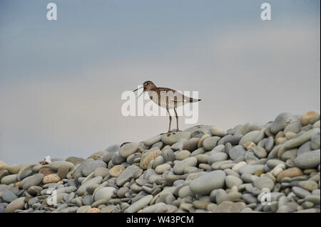 Willet (Catoptrophorus semipalmatus) auf Kieselsteinen thront,, Nova Scotia, Kanada Stockfoto