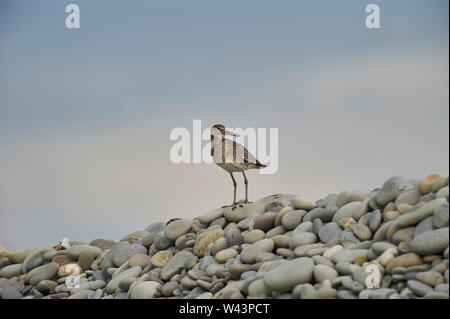 Willet (Catoptrophorus semipalmatus) auf Kieselsteinen thront,, Nova Scotia, Kanada Stockfoto