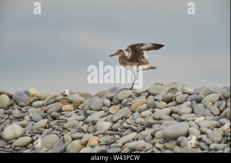 Willet (Catoptrophorus semipalmatus) auf Kieselsteinen thront,, Nova Scotia, Kanada Stockfoto