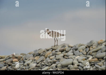 Willet (Catoptrophorus semipalmatus) auf Kieselsteinen thront,, Nova Scotia, Kanada Stockfoto