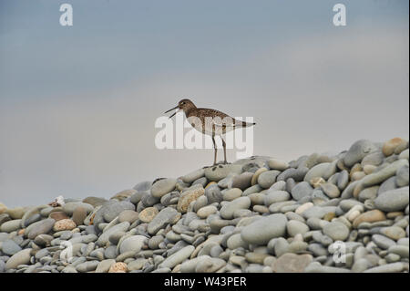 Willet (Catoptrophorus semipalmatus) auf Kieselsteinen thront,, Nova Scotia, Kanada Stockfoto