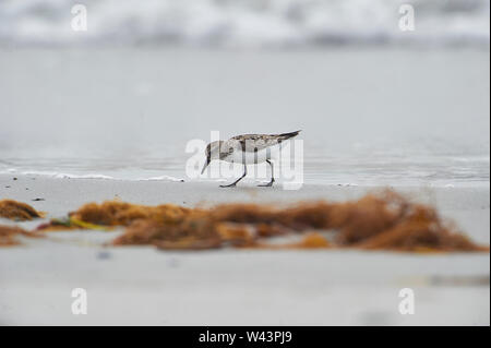 Semipalmated Sandpiper (Calidris pusilla) Cherry Beach, Nova Scotia, Kanada Stockfoto