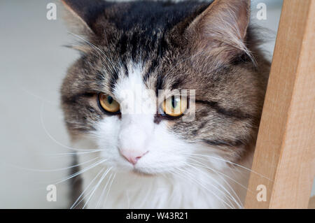 Kuril Bobtail aussieht. Porträt einer Schöne flauschige Katze close-up. Stockfoto