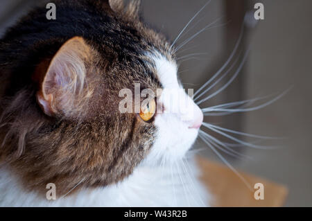 Katze Rasse Kuril Bobtail aussieht. Porträt einer Schöne flauschige Katze close-up. Stockfoto